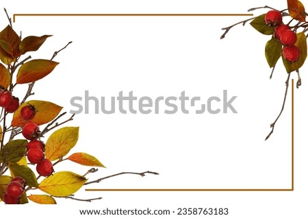 Autumn frame from dry twigs with ginger leaves and red berries isolated on white background