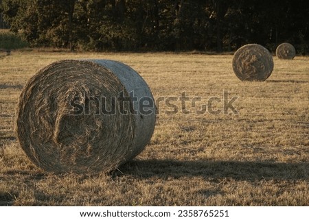 Dry yellow hay with shadows cylindrically packed in the field