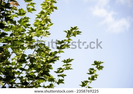 maple leaves on the background of the blue sky