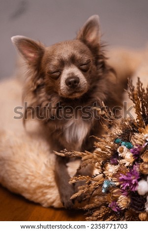 Lilac cute longhair chiwawa with bunch of flower