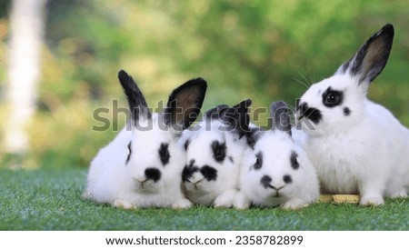 Healthy lovely baby bunny easter  white rabbits on green garden nature background. Cute fluffy rabbit, animal symbol of easter day festival. Happy new year 2023 rabbit Chinese year. Moon cake festival