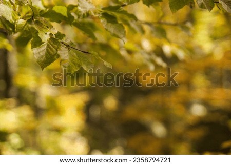 Autumn leaves in the forest. A park landscape in the fall. Some copy space for additional content. Royalty-Free Stock Photo #2358794721