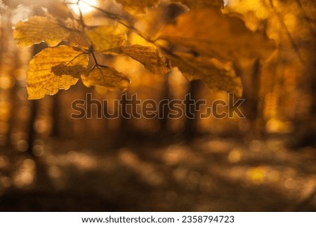 Autumn leaves in the forest. A park landscape in the fall. Some copy space for additional content. Royalty-Free Stock Photo #2358794723