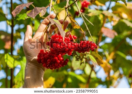 Red autumn viburnum in hands. Picking red viburnum in autumn