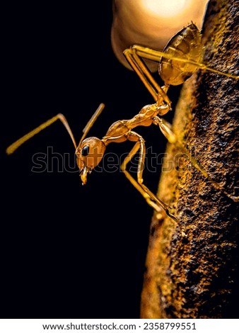 macro shot of  fire ant 