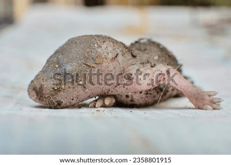 Close up photo of infant rat