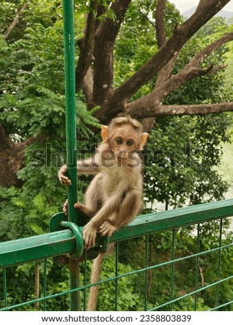 Picture of a Monkey standing in a wall looking at camera with one hand holding in a steel pillar