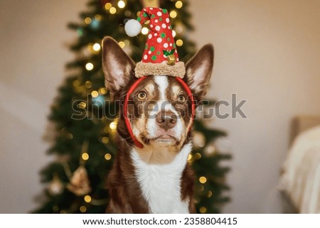 Happy New Year and Merry Christmas! Cute dog near christmas tree. Dog is waiting for a holiday at home. Festive. Celebrating