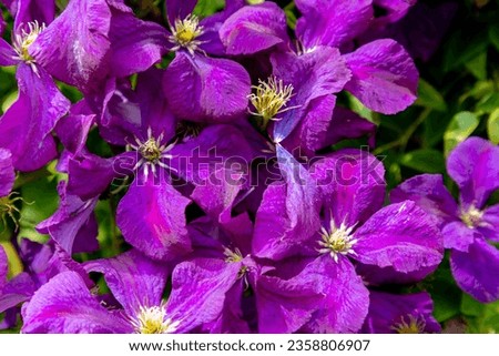 Selective focus purple flowers of Clematis patens morren, Ranunculaceae is a genus of about 300 species within the buttercup family, Their garden hybrids have been popular among gardeners.