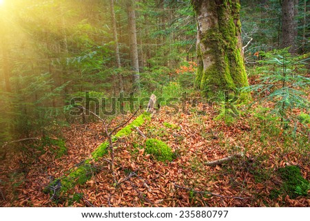 Dense mountain forest and autumn trees with yellow fallen leaves in magic light.