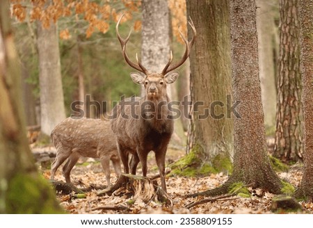 Majestic sika deer male in forest Royalty-Free Stock Photo #2358809155