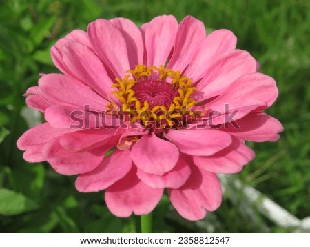the flower of zinnia pink color with many petals grows in a summer garden on a sunny summer day