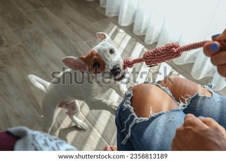 POV, young woman playing tug with funny looking Jack Russell Terrier puppy. Small smooth coated dog with chewing rope for pets at home. Close up, copy space, background. Royalty-Free Stock Photo #2358813189