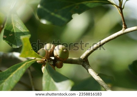 water oak or uercus nigra