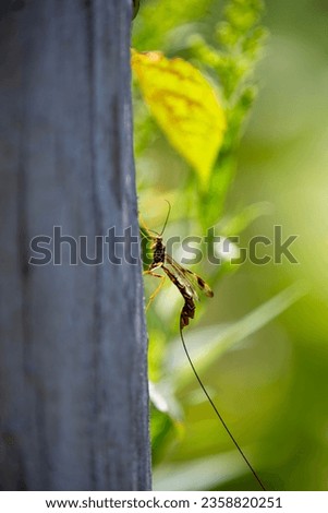 A long-tailed giant ichneumon wasp (megarhyssa macrurus) looking for burrows in which to lay its eggs.