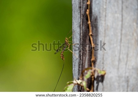 A long-tailed giant ichneumon wasp (megarhyssa macrurus) looking for burrows in which to lay its eggs.