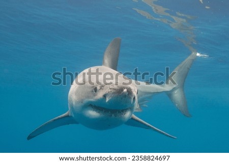 A great white shark in the water