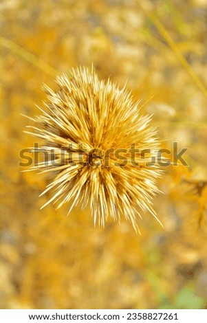 mace thorn, viscous, globe thistle, echinops, herb with sear dry and dropping seeds isolated yellow background blurred, summer golden color. selective focus