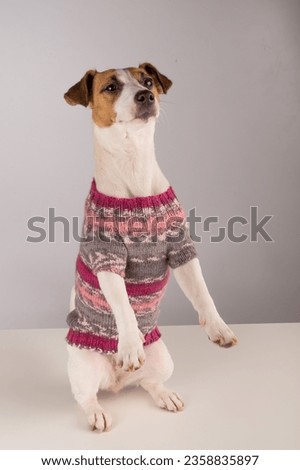 Jack russell terrier dog in a knitted woolen sweater on a white background. Royalty-Free Stock Photo #2358835897