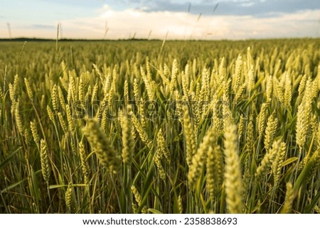 Scenic view of common wheat field on a sunny day Royalty-Free Stock Photo #2358838693