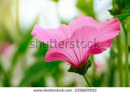 Beautiful pink flower Lavatera rose mallow or Lavatera trimestris. Growing flowers in home garden. Summer natural background.