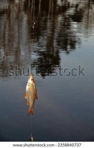 Roach. Gambling fishing on the river in the evening. Leger rig evening biting, bottom line set up Royalty-Free Stock Photo #2358840737