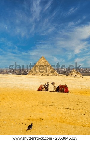 Two camels sitting in front of the great pyramids in Giza in the desert during a sunny warm day in summer, Egypt