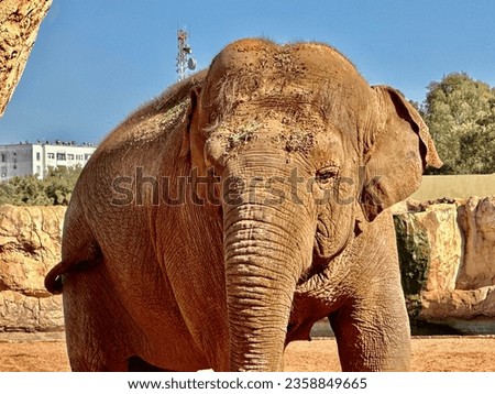 African elephant in zoological garden of rabat Morocco. National zoo rabat. 