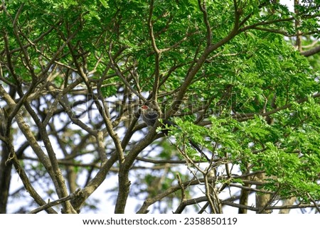 Green-billed Malkoha bird,Phaenicophaeus tristis,Cuckoos,It is a long-tailed bird that is often found jumping around on tree branches. Royalty-Free Stock Photo #2358850119