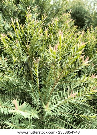 The leaves of the pine tree, close-up shot, detailed patterns can be seen.