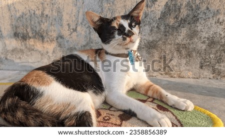 a tri-colored cat relaxing on a colorful paw pad while enjoying the cool air in the morning