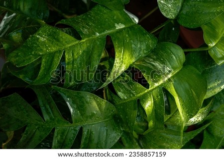 monstera green leaves that are wet from rainwater