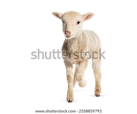 Lamb Sopravissana sheep, isolated on white Royalty-Free Stock Photo #2358859793