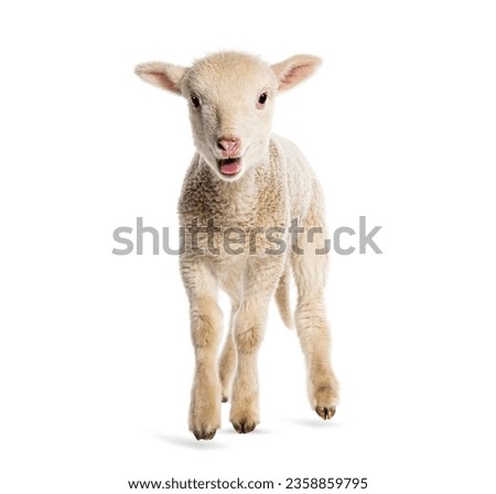 Lamb Sopravissana sheep, isolated on white Royalty-Free Stock Photo #2358859795