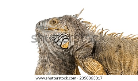 Head shot of a Green iguana, Iguana iguana, isolated on white Royalty-Free Stock Photo #2358863817