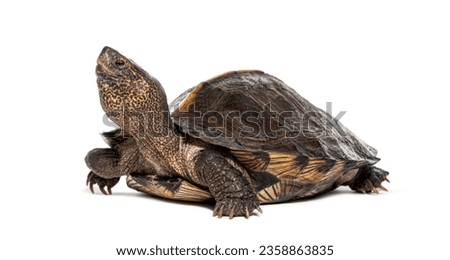 Giant Asian pond turtle, Heosemys grandis, isolated on white 