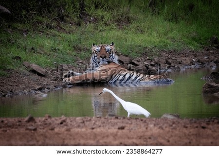 a fully grown royal bengal tiger cooling down in a water stream in the wild