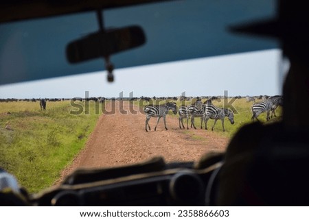 A Zebra Group Crossing The Road