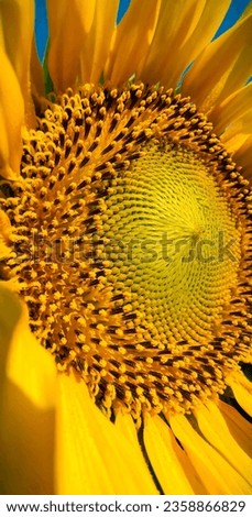 This is a picture of sunflower standing in a field .The picture is taken from a low angle, which makes the sunflowers look even larger and more imposing.The sunflower is a symbol of hope and new begin