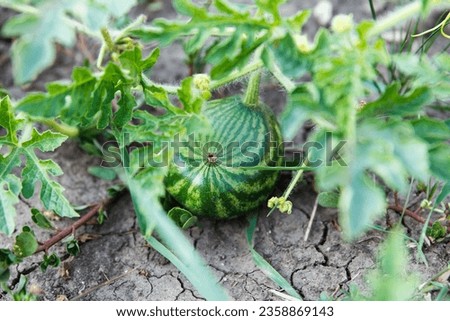 Small striped green watermelon grows and ripens on a garden bed in summer
