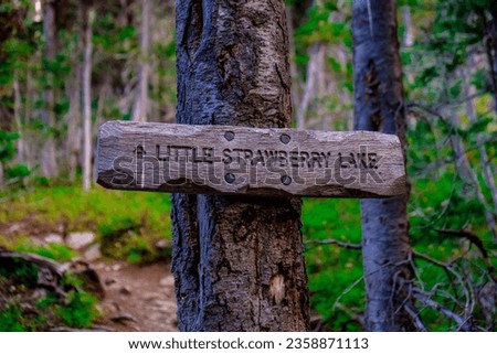 Wooden sign nailed to a tree pointing the way to Little Strawberry Lake in the wilderness of Central Oregon.