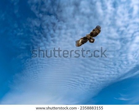 Captivating sky with an eagle hunting in mid-air against a cloud backdrop.