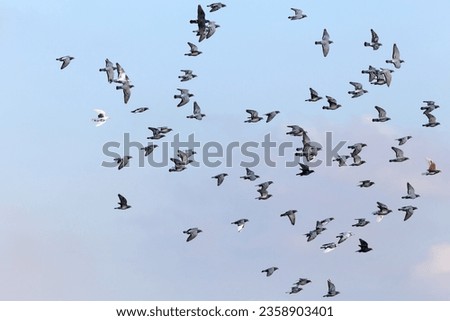 Flock of sport carrier pigeons flying against  blue sky during their daily training for competition
