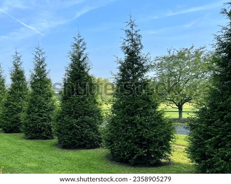 Large, mature Green Giant Arborvitae evergreen trees planted in a line near a farm. Royalty-Free Stock Photo #2358905279