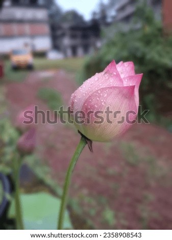 Beauty with water droplets! Lotus bud of Ameri pioni variety is there with it's beauty enhanced with some raindrops on it.