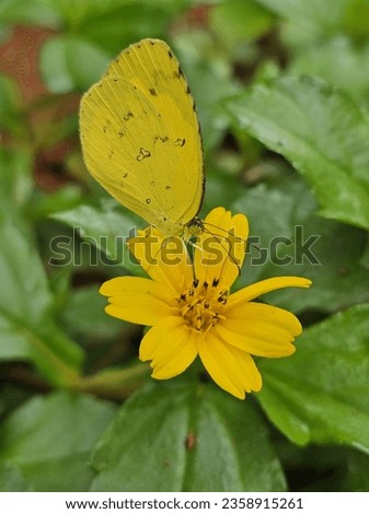 Butterfly in flower yellow colour 