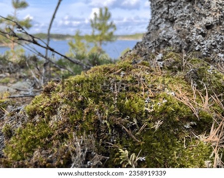 Picture of moss in the forest