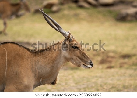 Elegant Eland Antelope - Zoo Wildlife. Browse Eland stock photos for your creative projects. Wildlife, safari, and African animal visuals available.