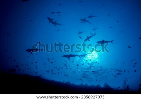 A low-angle shot of scalloped hammerhead sharks swimming in the ocean Royalty-Free Stock Photo #2358927075