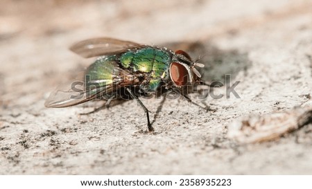green carrion fly close-up shot Royalty-Free Stock Photo #2358935223